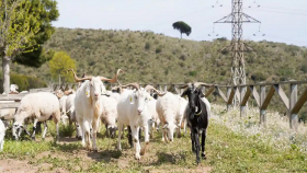 В Испании для борьбы с пожарами привлекли мелкий скот